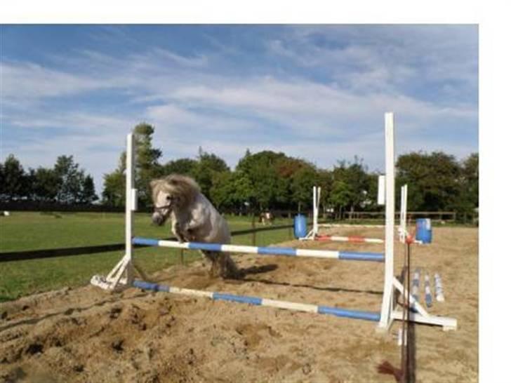 Shetlænder Pio billede 16