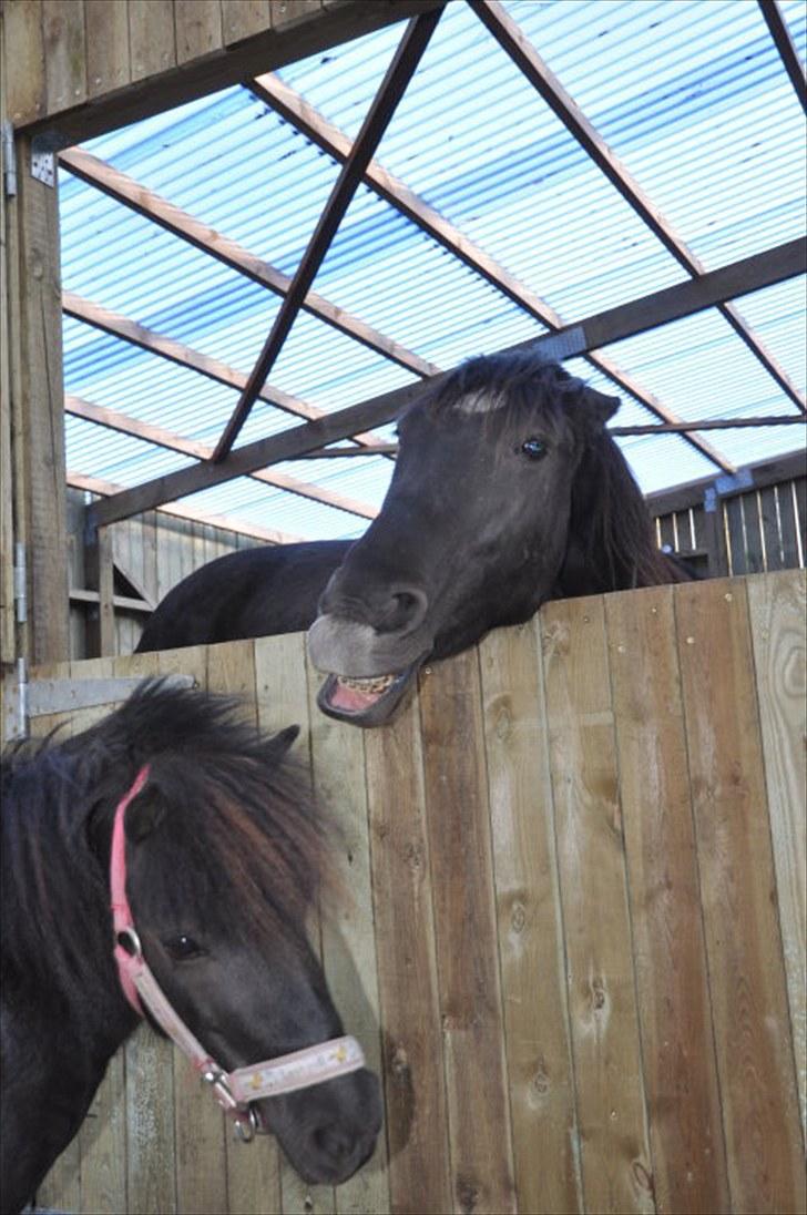 Anden særlig race Ulla (Lotus Noir) *SOLGT* billede 2