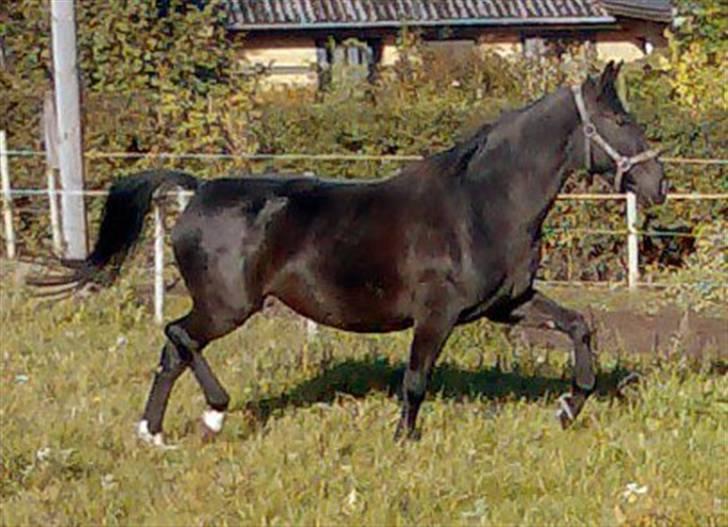 Anden særlig race Ulla (Lotus Noir) *SOLGT* - Første dag på fold efter skade billede 7