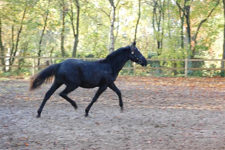 Welsh Partbred (Sec F) Chap´s Check Me Out  - 1 ½ år gammel til træning i Vordingborg billede 11