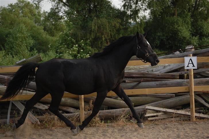 Welsh Partbred (Sec F) Chap´s Check Me Out  - Hjemme på ridebanen billede 12