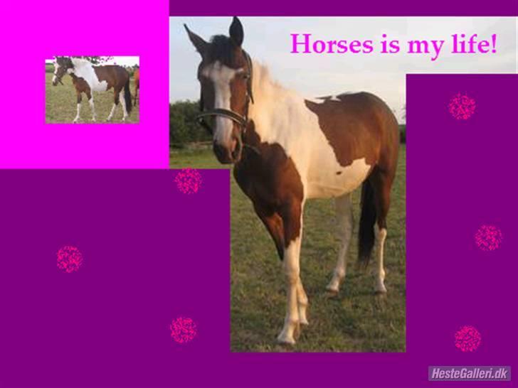 Pinto Sandra  billede 8