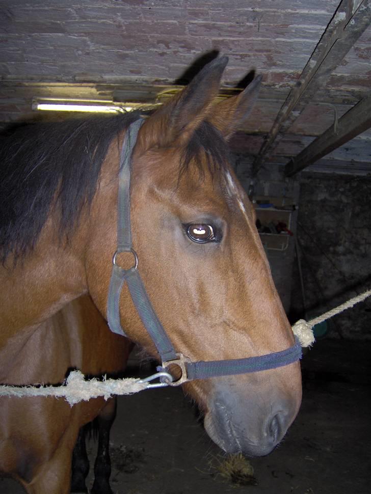 Anden særlig race Diana - Velkommen til Dianas side. billede 1