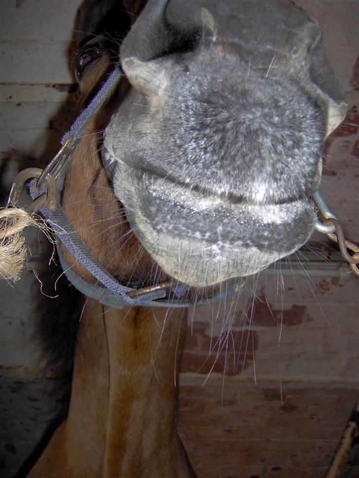 Anden særlig race Diana billede 2