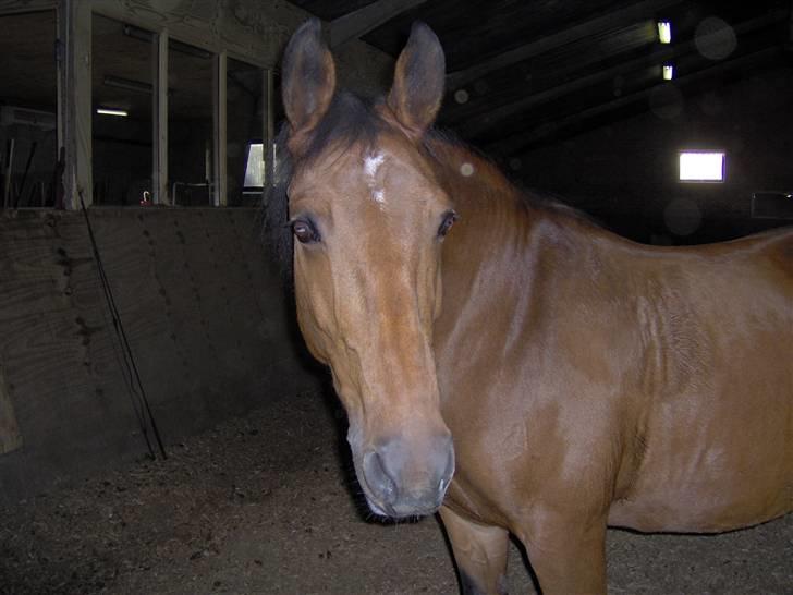 Anden særlig race Diana billede 3