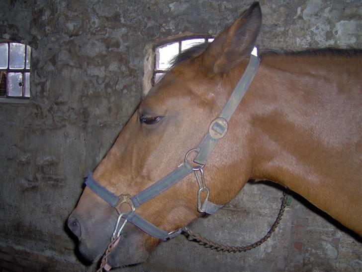 Anden særlig race Diana billede 4