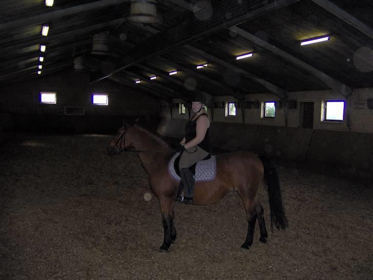 Anden særlig race Diana billede 5