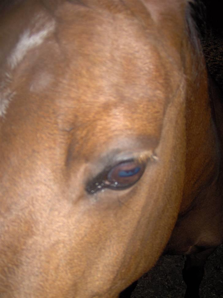 Anden særlig race Diana billede 6