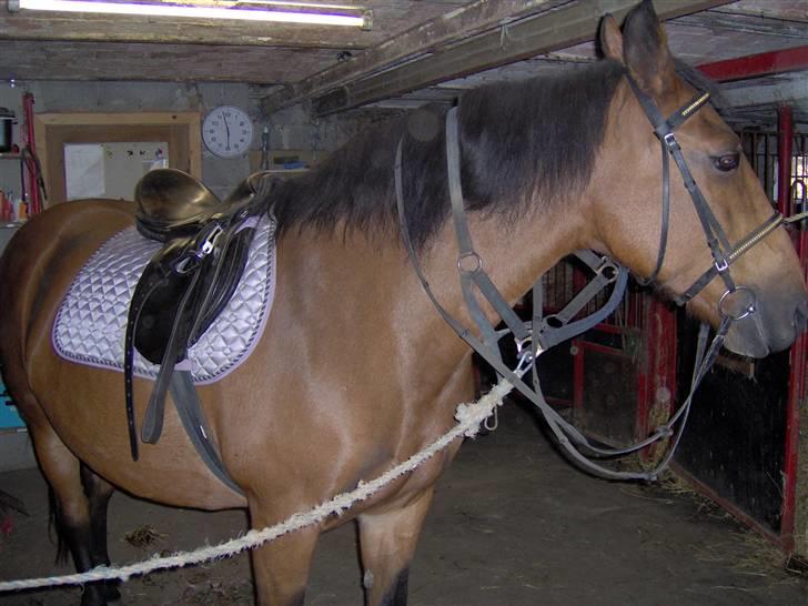 Anden særlig race Diana billede 7