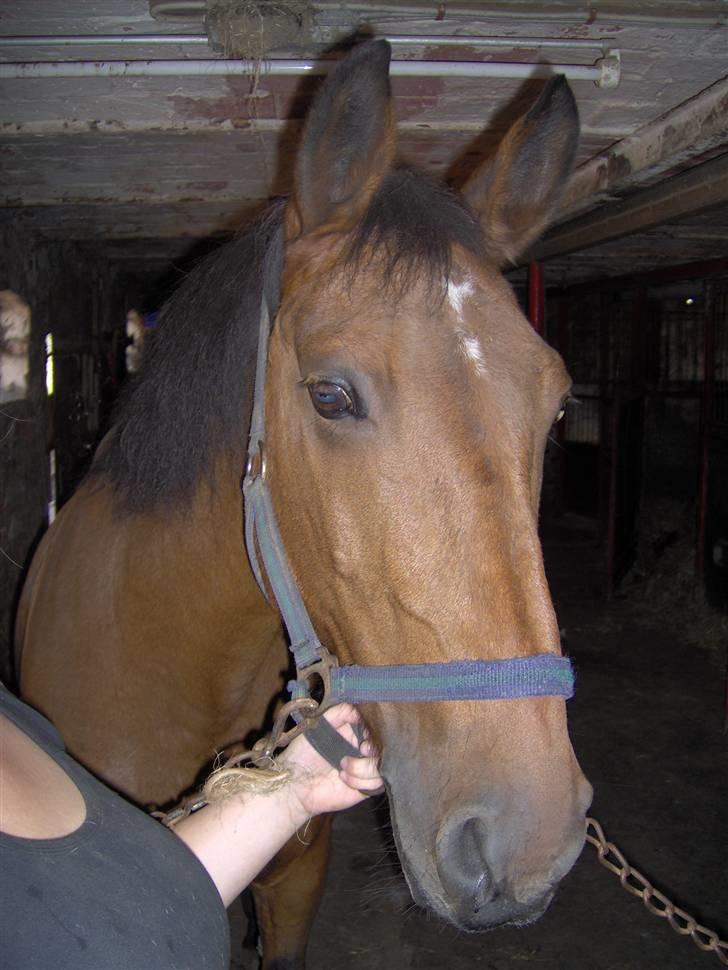 Anden særlig race Diana billede 8