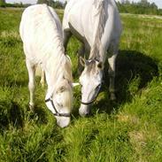 Holstener Lady Simpley