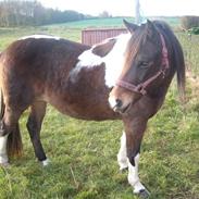 Pinto Ella |på sommergræs|