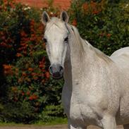 Arabisk fuldblod (OX) Zino ( SOLGT )