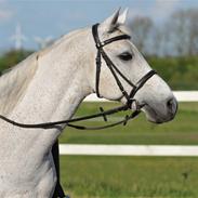 Arabisk fuldblod (OX) Zino ( SOLGT )