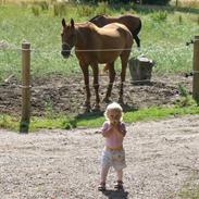 Arabisk fuldblod (OX) Firhøjs Banu