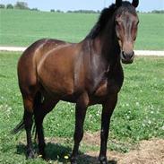 Hollandsk Varmblod Romy