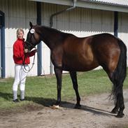 Hollandsk Varmblod Romy