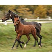 Hollandsk Varmblod Romy