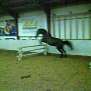 Hollandsk Varmblod Romy