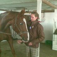 Dansk Varmblod Lærkenborgs Fucini