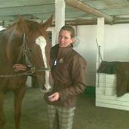 Dansk Varmblod Lærkenborgs Fucini