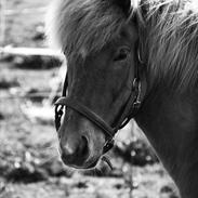 Islænder Baldur fra Bundgaard