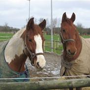 Anden særlig race jessie