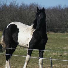 Barockpinto Opposites Attract