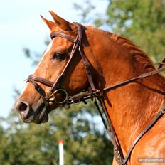 Hollandsk Sportspony Harpo Van De Haverkamp