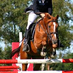 Hollandsk Sportspony Harpo Van De Haverkamp