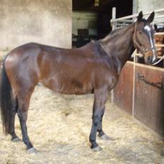 Dansk Varmblod Grinsbæk's Orion ' SOLGT