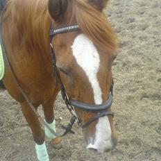 Anden særlig race Robin 