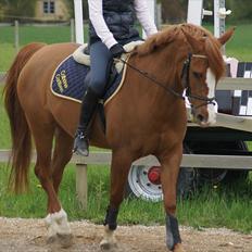 Anden særlig race BeautyButterfly-flipSolgt