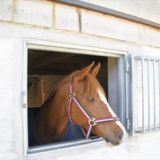 Anden særlig race BeautyButterfly-flipSolgt