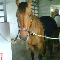 Anden særlig race smukke Lady