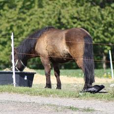 Shetlænder Black Action 