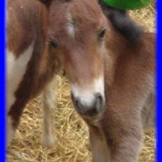 Anden særlig race Vordegaards Matti