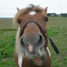 Anden særlig race Sussi