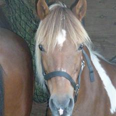 Anden særlig race Sussi