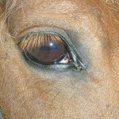 Anden særlig race Sussi