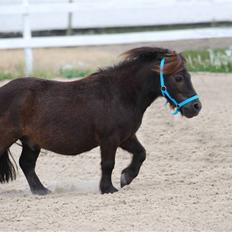 Anden særlig race Gucci 