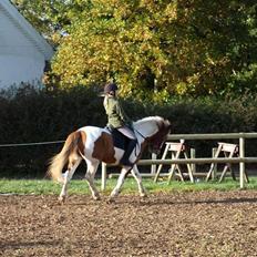 Anden særlig race Pil