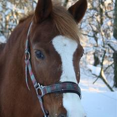 Hollandsk Sportspony Askepot
