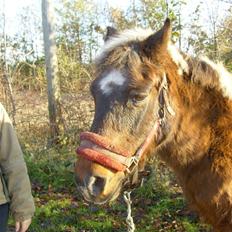 Anden særlig race Flicka *død*