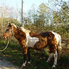 Anden særlig race Flicka *død*