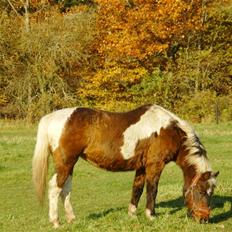 Anden særlig race Flicka *død*