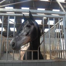 Trakehner Mont Blanc R.I.P.