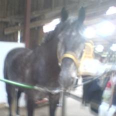 Trakehner Mont Blanc R.I.P.