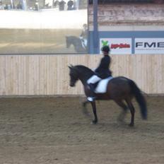 New Forest Hali´s Randy R.I.P