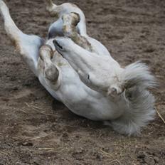 Welsh Pony (sec B) Langagers Flicka SOLGT